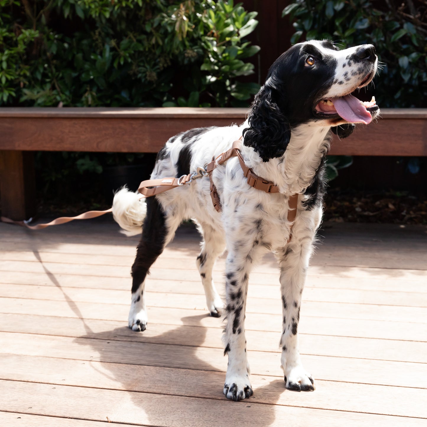 Waterproof H Strap Harness - Brown