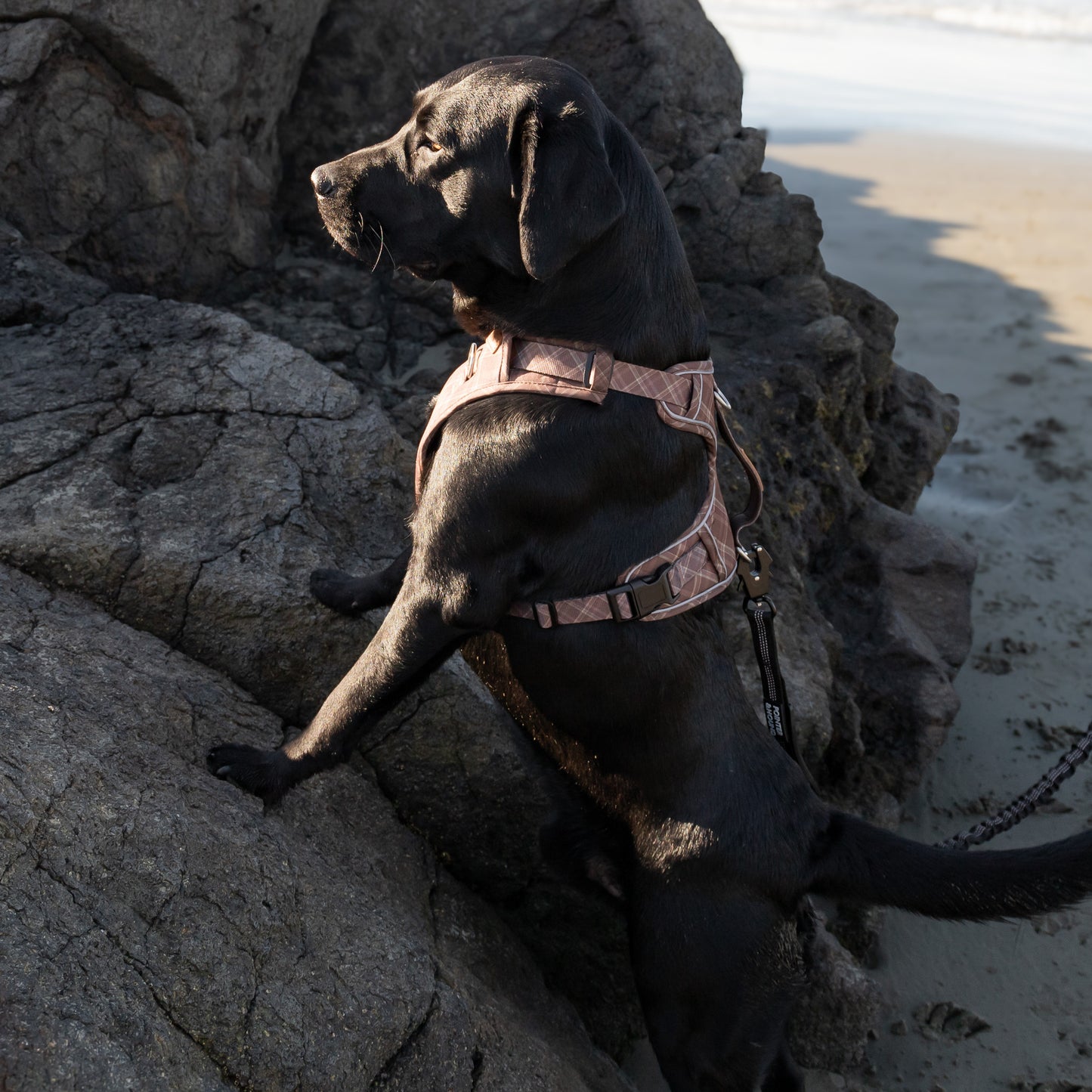 Signature Harness - Brown Tartan