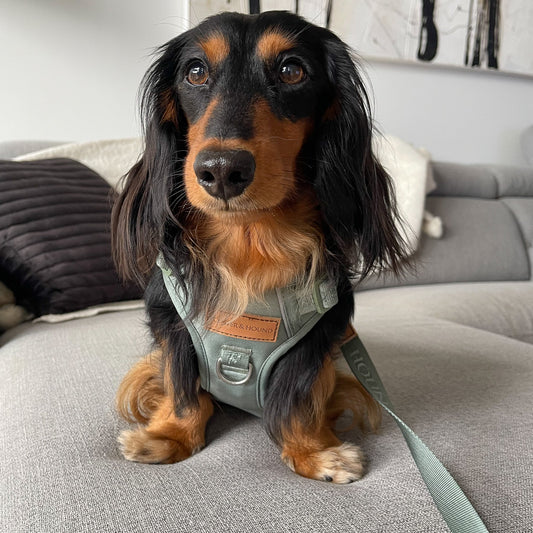 Signature Harness - Eucalyptus