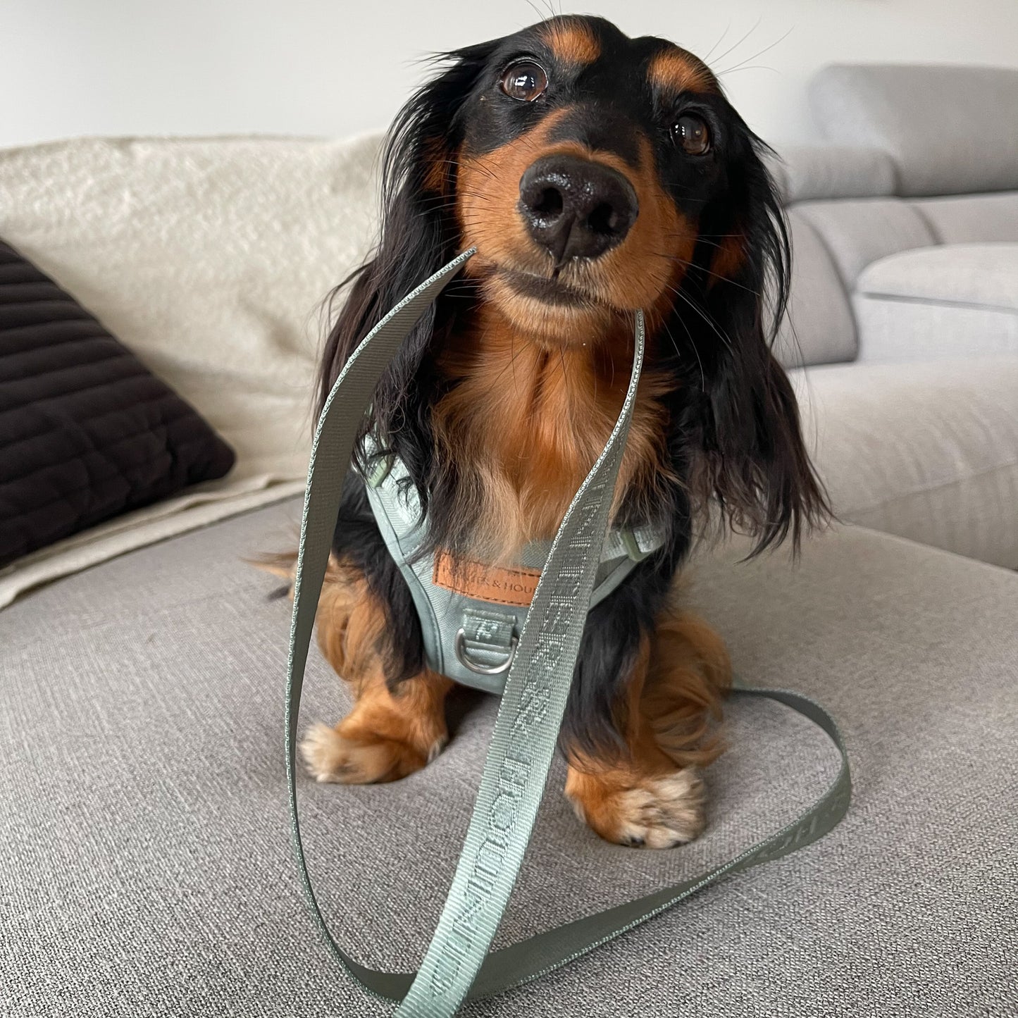 Eucalyptus Signature Leash