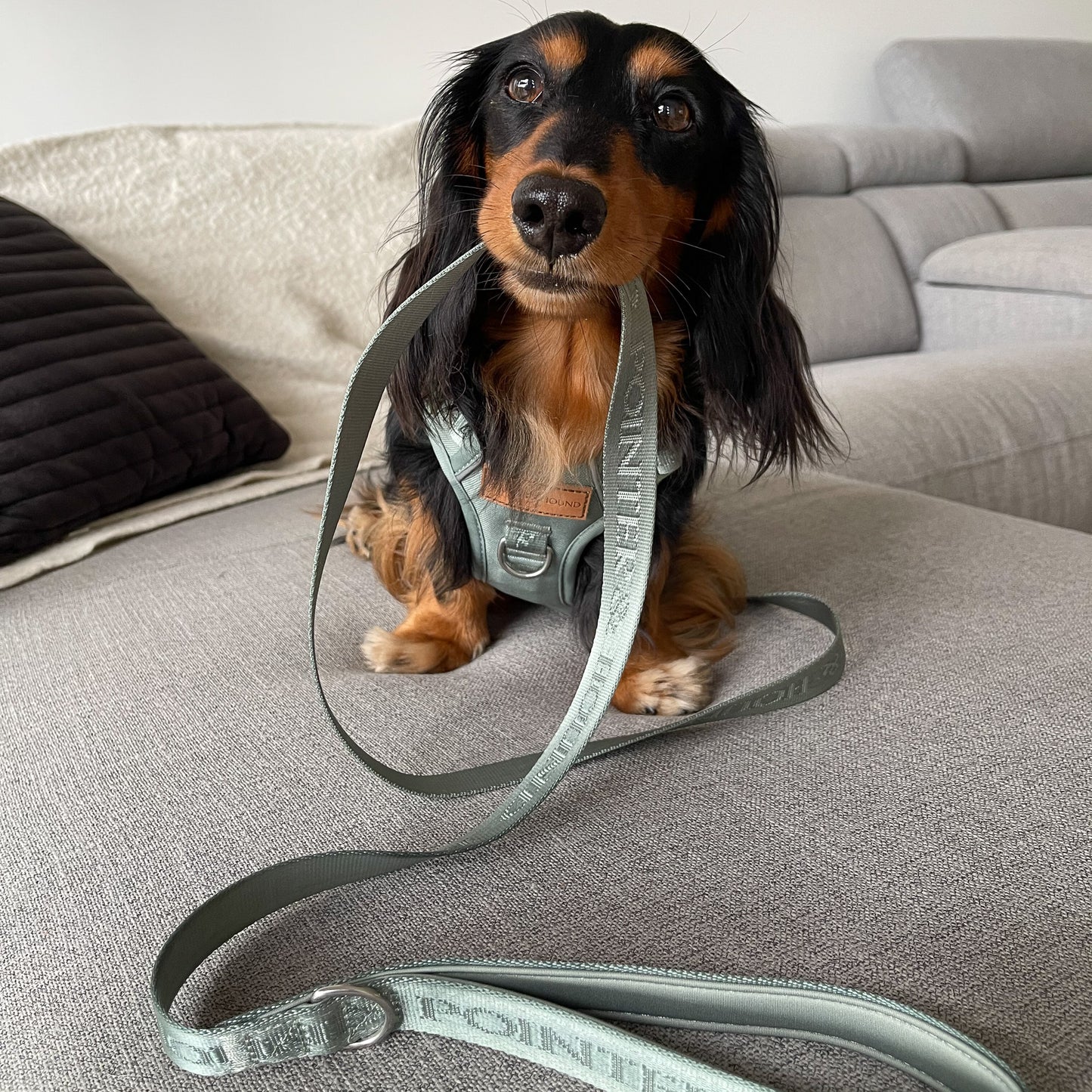 Eucalyptus Signature Leash
