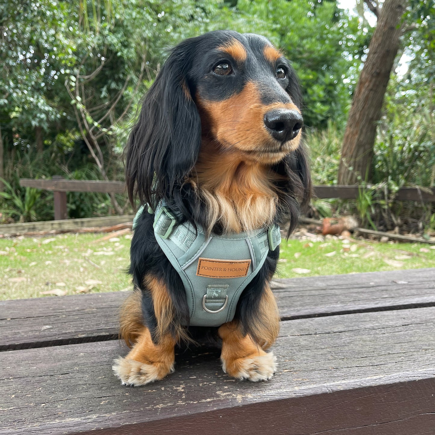 Signature Harness - Eucalyptus