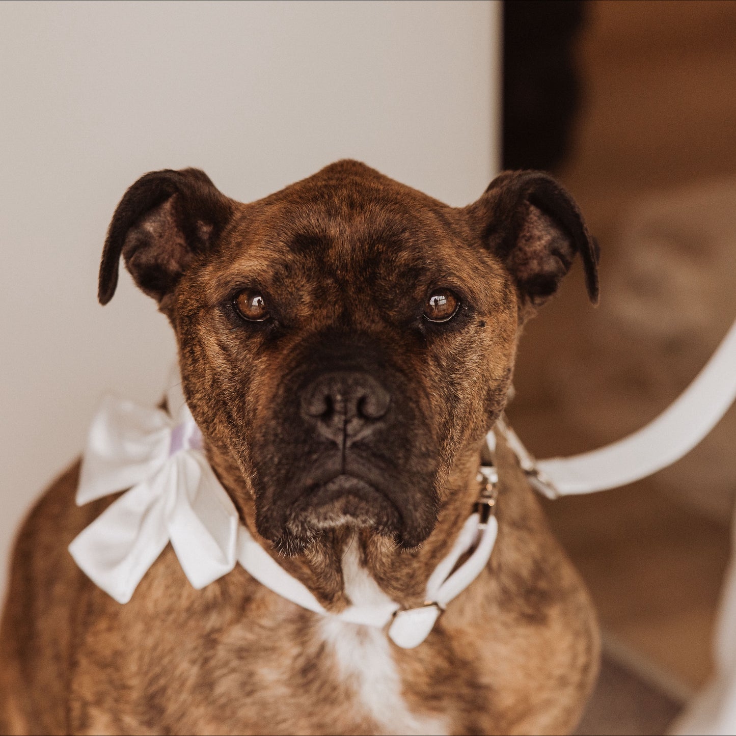 Wedding Set - White Bow