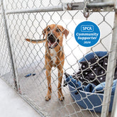 About Us – Pointer & Hound