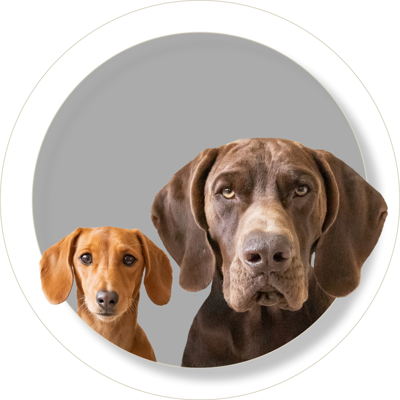 Real Dogs. Real Fit.