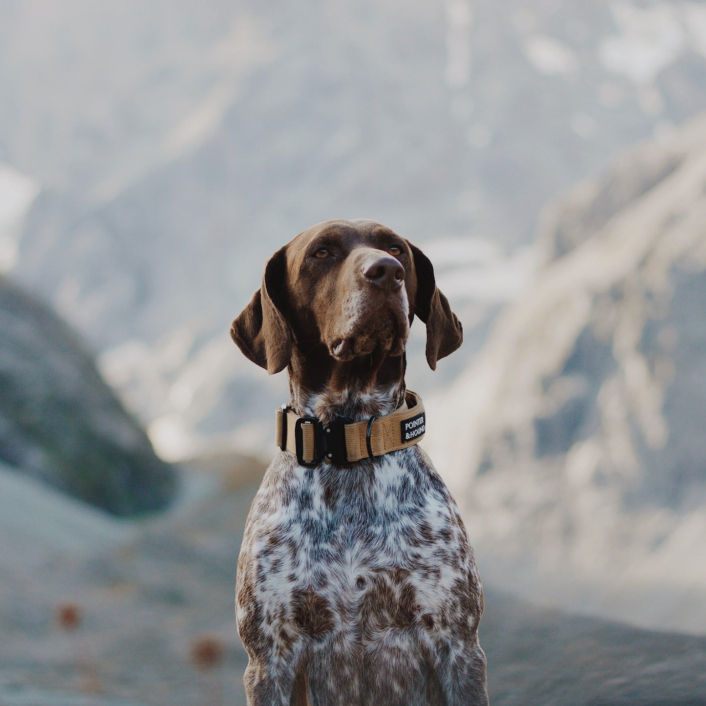 Tactical Collar - Tan